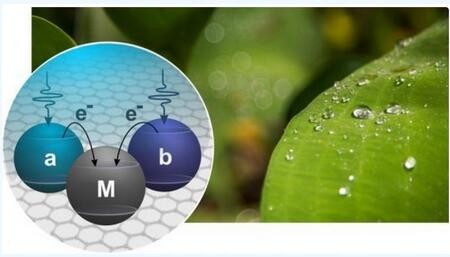 【前沿】植物光合作用可提高光伏电池能源转换率
