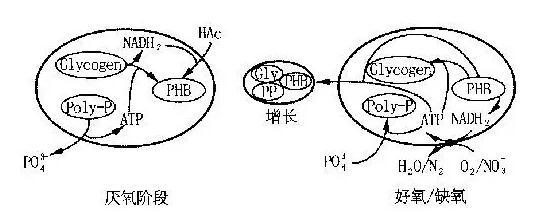 生物除磷