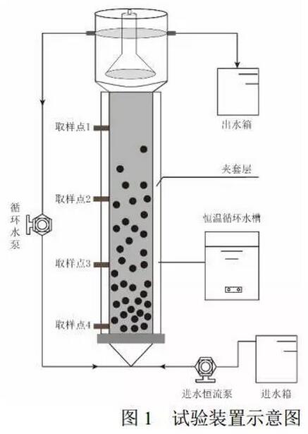 厌氧氨氧化污泥