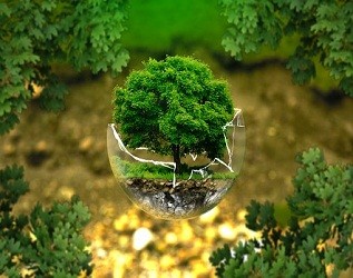 中国将建2000万公顷国家储备林