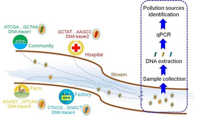 天津大学仰大勇团队EST：DNA示踪系统在水环境保护中的应用