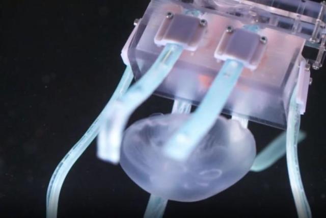 哈佛科学家研发出超软机器人抓手，可用于安全捕获水母
