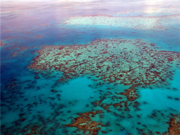 海洋奇观生存堪忧！世界最大珊瑚礁群迎来最广泛白化