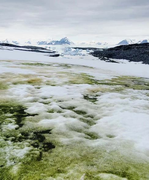 南极突现怪异“绿雪”：世界气候变暖所致