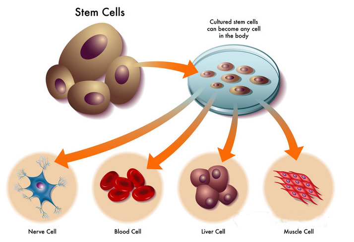 干细胞最新研究成果 