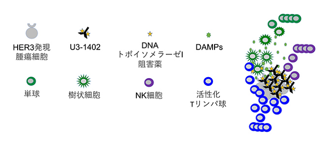 日本新药“U3-1402”可大幅增强PD1治疗效果