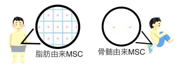 JMT日本干细胞-来源于脂肪组织干细胞的临床治疗介绍