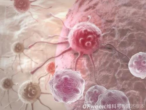 陈根：乳腺癌的背后——脂肪细胞与癌细胞的交流联系