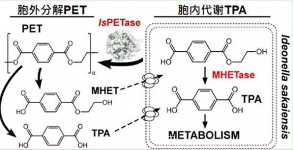 热点 | PET降解酶新突破  塑料有望进入生态循环