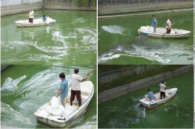 蔚绿产品湖卫氧成功治理无锡段一处蓝藻水华