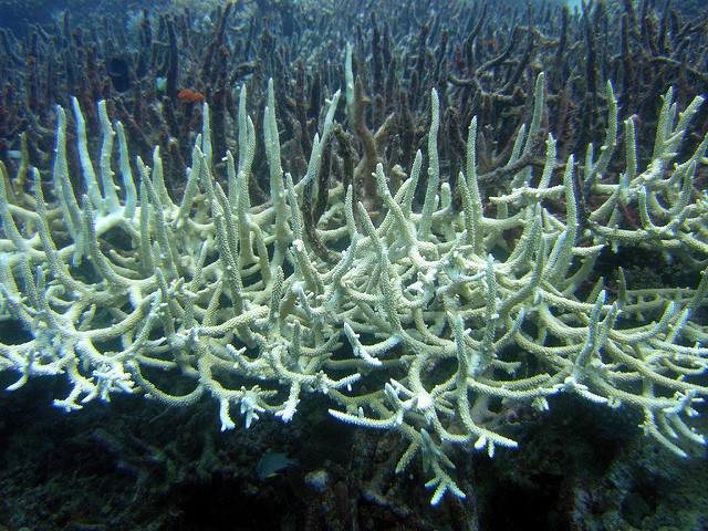   陈根：白化的珊瑚，就是气候暖化的代价