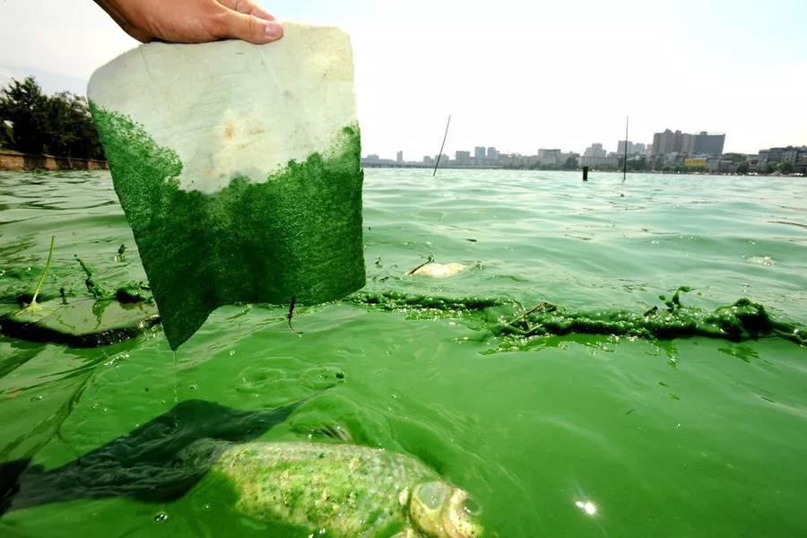 2012年武汉东湖蓝藻水华大爆发